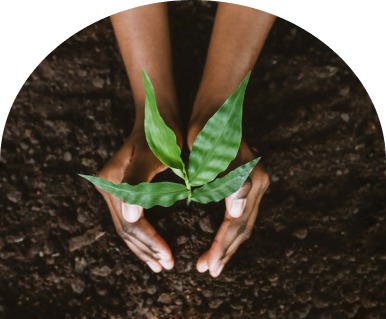 Hands planting a small green plant.