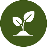 Seedling icon on green circular background.
